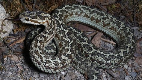 are pit vipers made in china